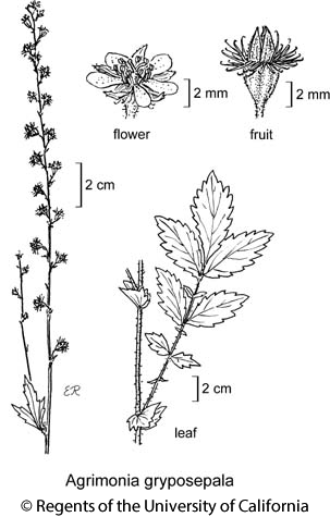 botanical illustration including Agrimonia gryposepala 