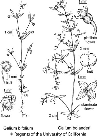 botanical illustration including Galium bifolium 
