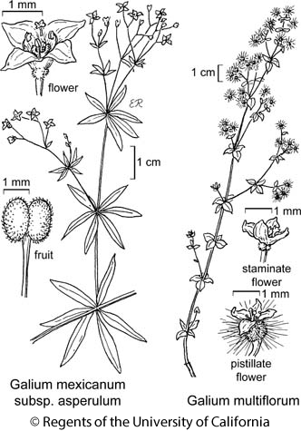 botanical illustration including Galium mexicanum subsp. asperulum 