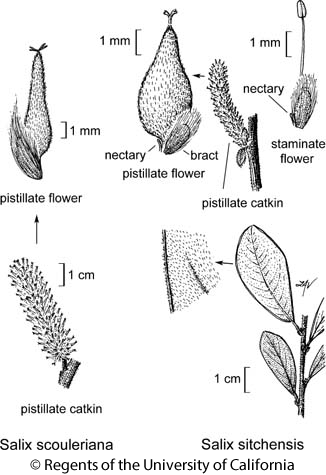 botanical illustration including Salix scouleriana 