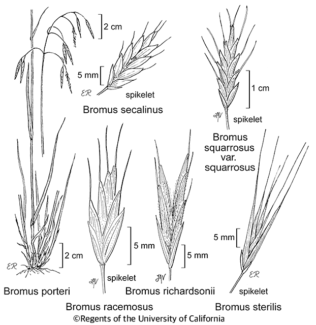 botanical illustration including Bromus sterilis 