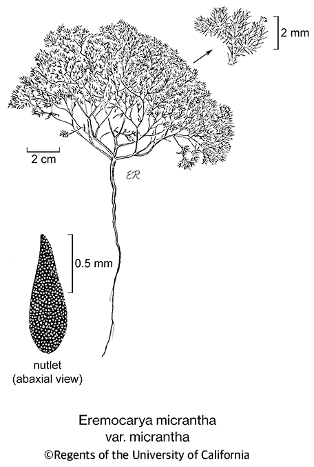 botanical illustration including Eremocarya micrantha var. micrantha 