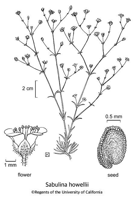 botanical illustration including Sabulina howellii 