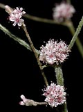 Mount Diablo buckwheat (Eriogonum truncatum)